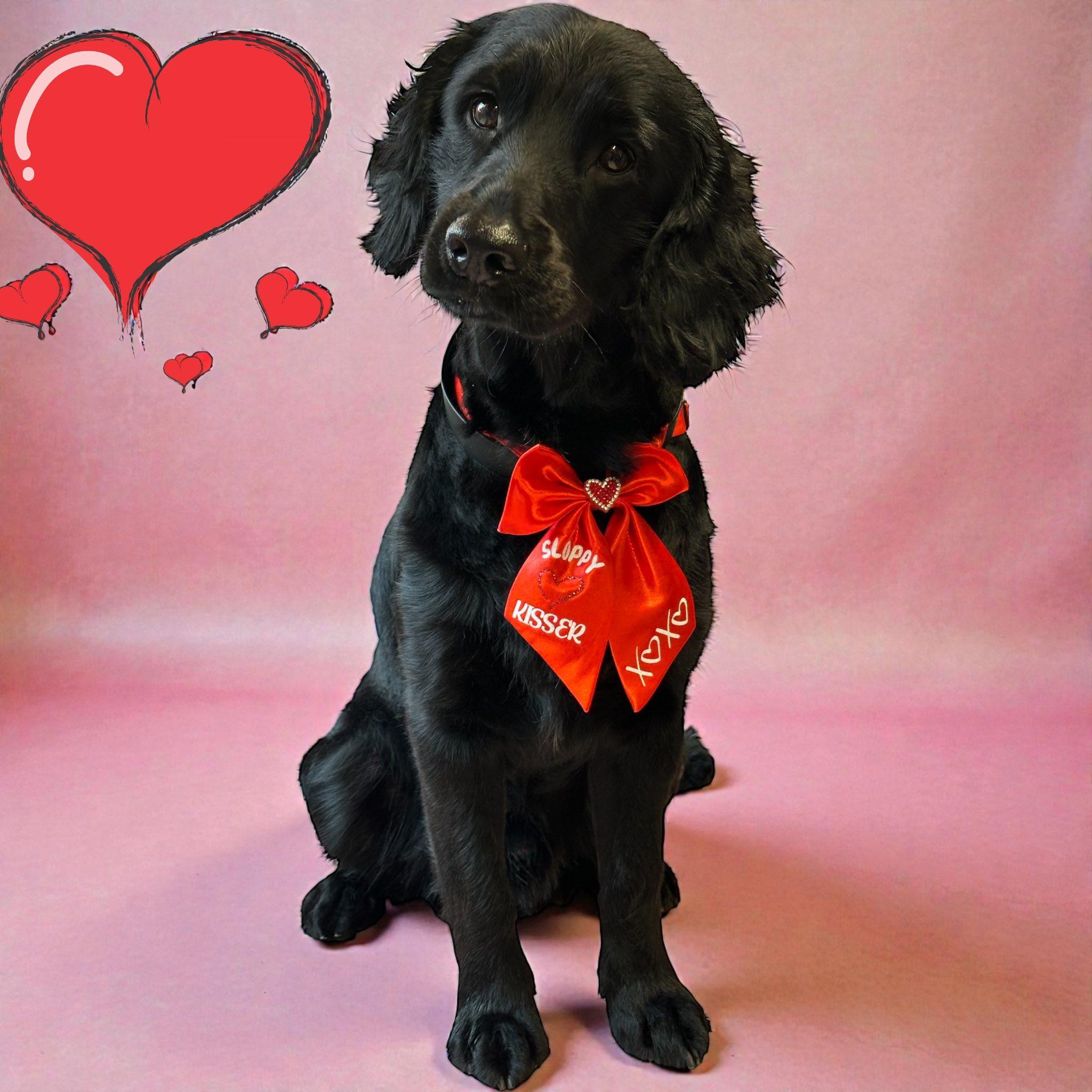 Dog grooming in Shepshed