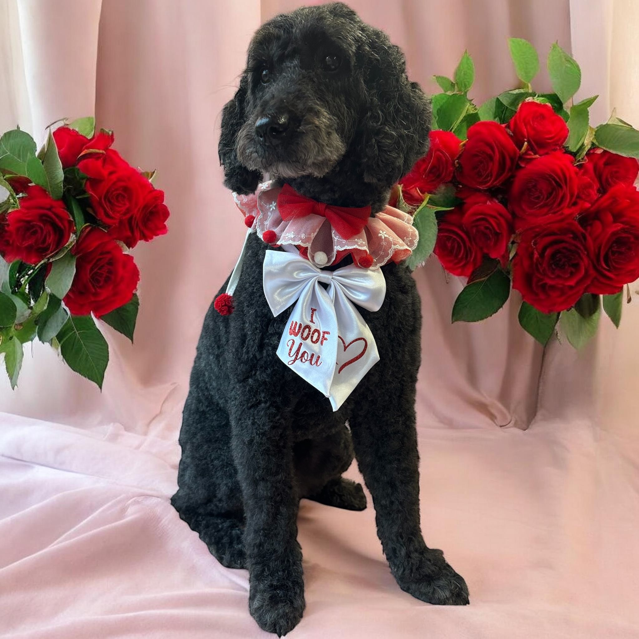 Training or enrichment session