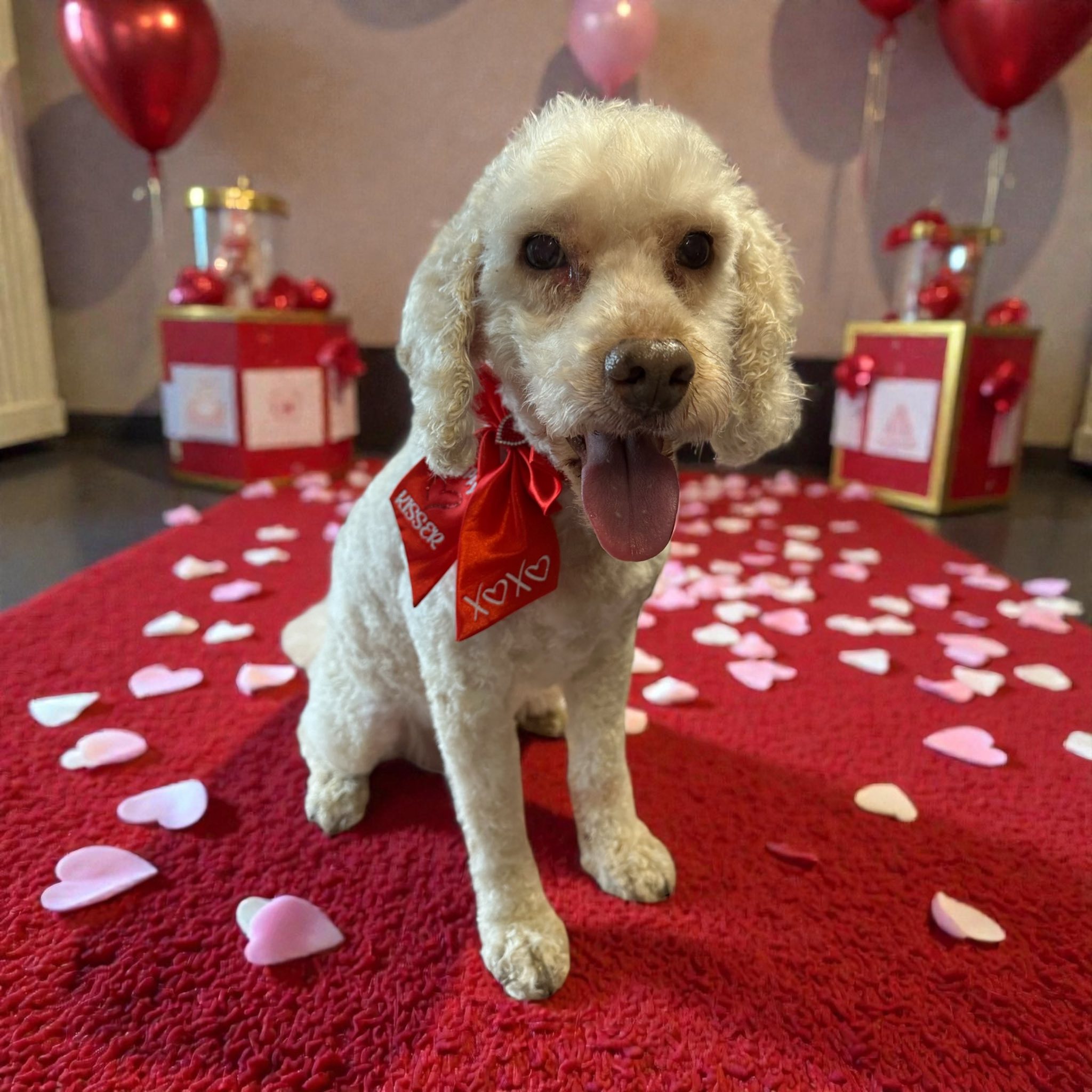 Boarding comfort and routine