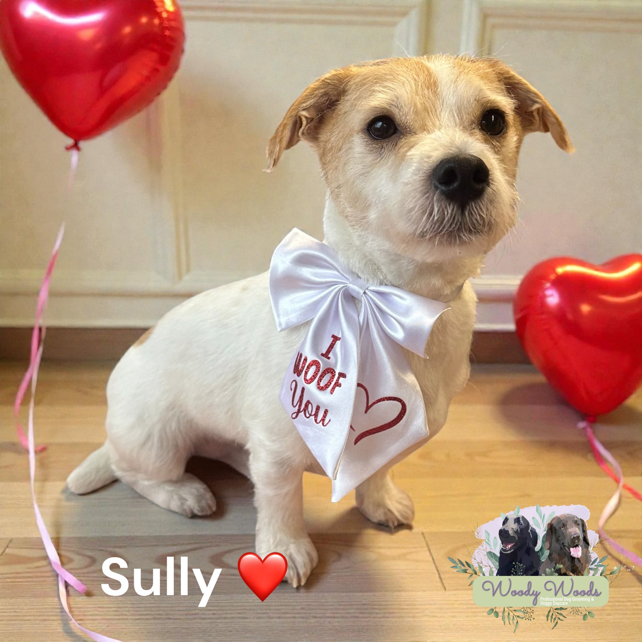 Social time with other dogs