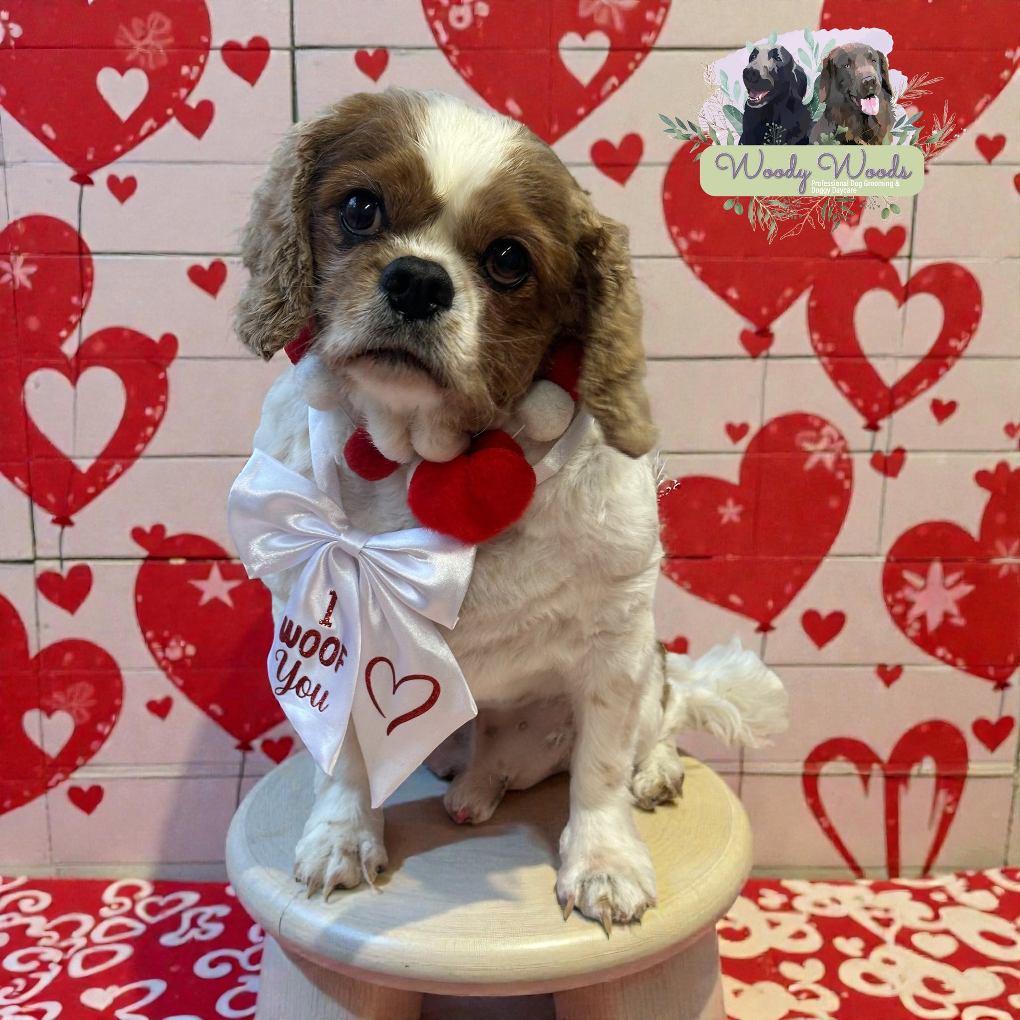 Doggy day care playtime